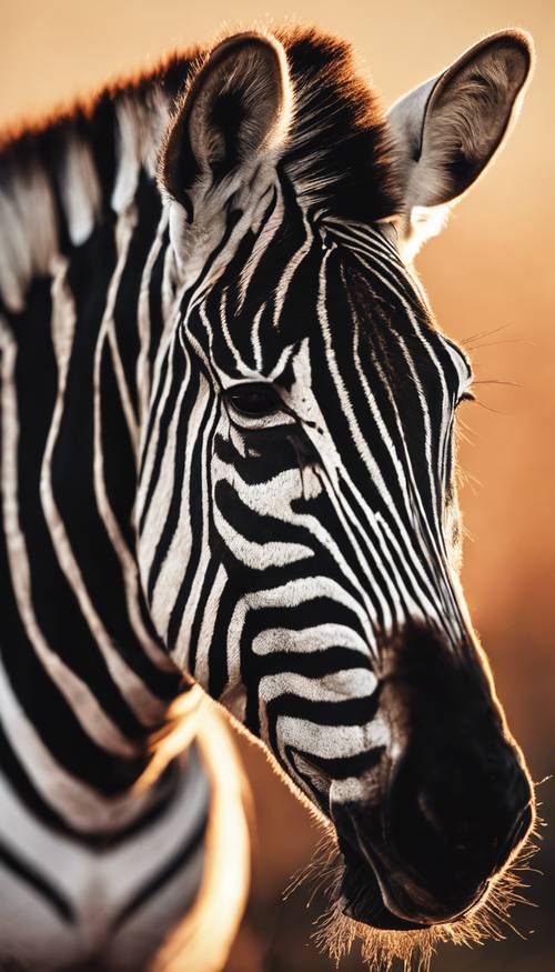 A closeup of a zebra's black stripes as the sun sets.