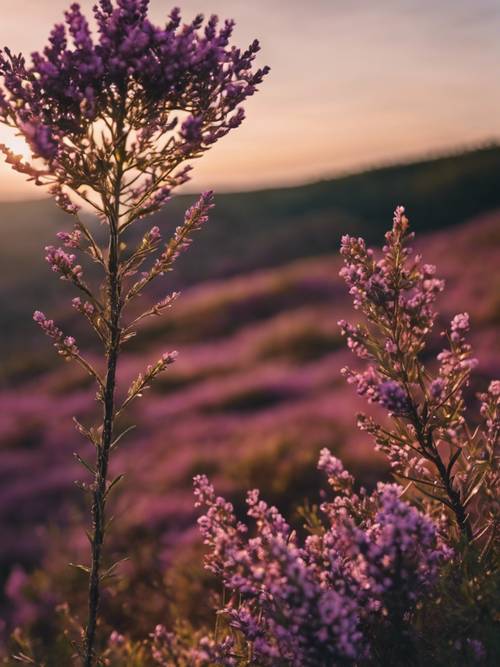 On a striking moor under the evening sun, the aesthetic quotes formed by the wild heather plants. Wallpaper [581ba4617ff34c17a0f4]