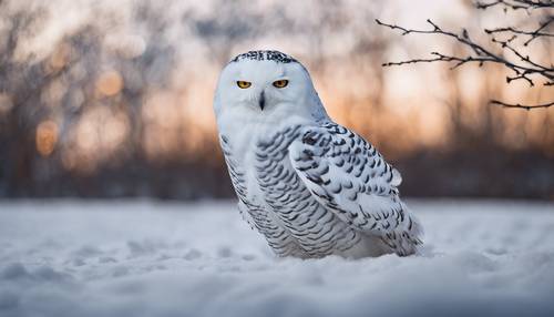 A snowy owl silently prowling through the cold winter night.