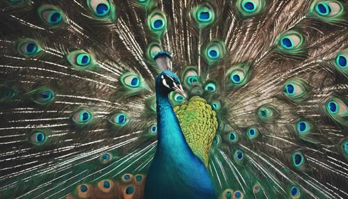 Ein majestätischer Pfau, der seine blaugrünen Schwanzfedern zur Schau stellt
