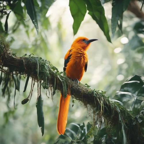 두꺼운 정글 덩굴 위에 긴 깃털을 가진 이국적인 주황색 새가 앉아 있습니다.