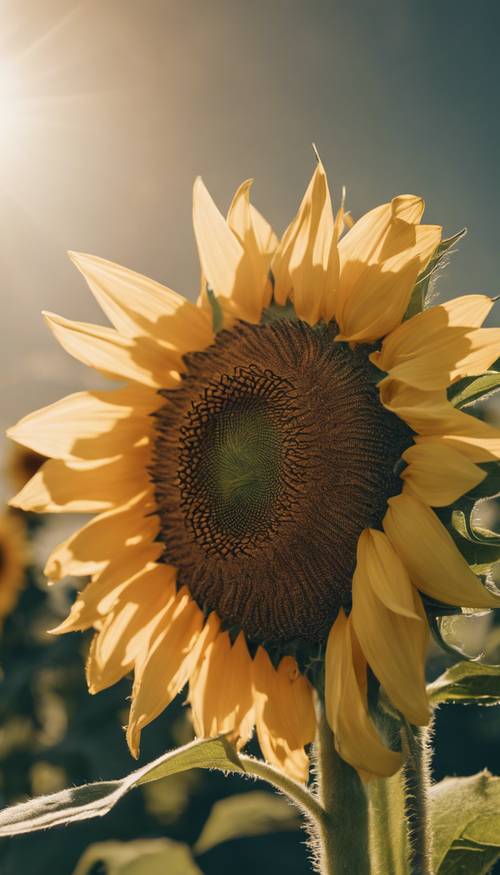 زهرة عباد الشمس النابضة بالحياة في إزهار كامل، تستمتع بشمس الظهيرة الساطعة مقابل سماء صافية.