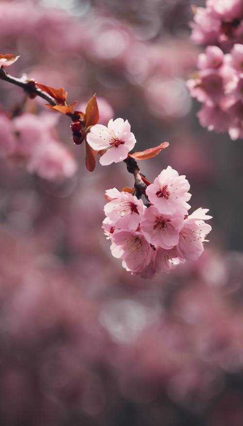 Um ramo de flores de cerejeira rosa escuro flutuando suavemente ao vento.