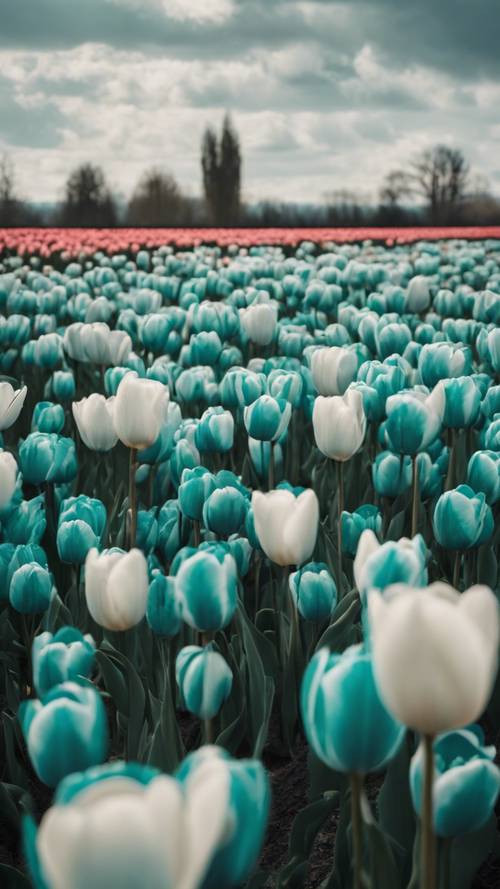Một biển hoa tulip màu xanh mòng két nở rộ dưới bầu trời nhiều mây.