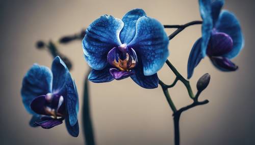 Яркие темно-синие лепестки одиночной цветущей орхидеи с бархатистой текстурой.