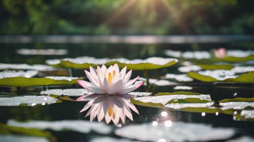 Eine heitere Lotusblume blüht in einem ruhigen Teich. Im plätschernden Wasser ist der Schriftzug „Ich blühe im Unglück“ zu sehen.