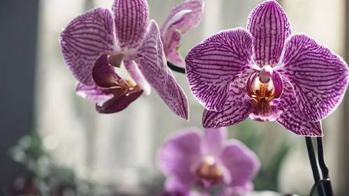 Uma orquídea elegante em plena floração com uma frase reconfortante escrita na flor.