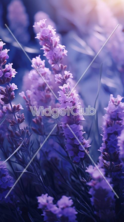 夕暮れの中の夢見る紫のお花