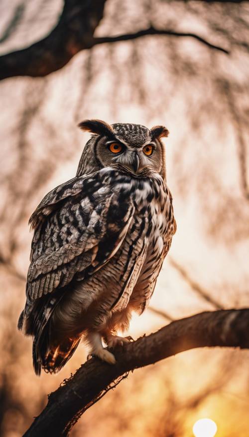A cool owl with sunglasses perched on a tree branch at sunset