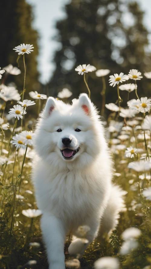Un chien Samoyède moelleux jouant dans un champ parsemé de dais blanches.