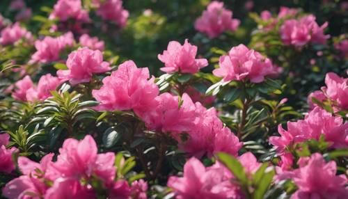 Czarujący ogród wypełniony różowymi kwiatami azalii wyrastającymi z delikatnych zielonych liści, łączących się w jednolity wzór.