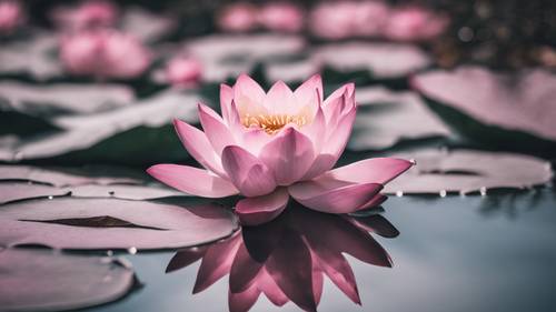 Uma citação sobre atenção plena escrita em preto sobre um fundo de uma serena flor de lótus rosa em um lago tranquilo.