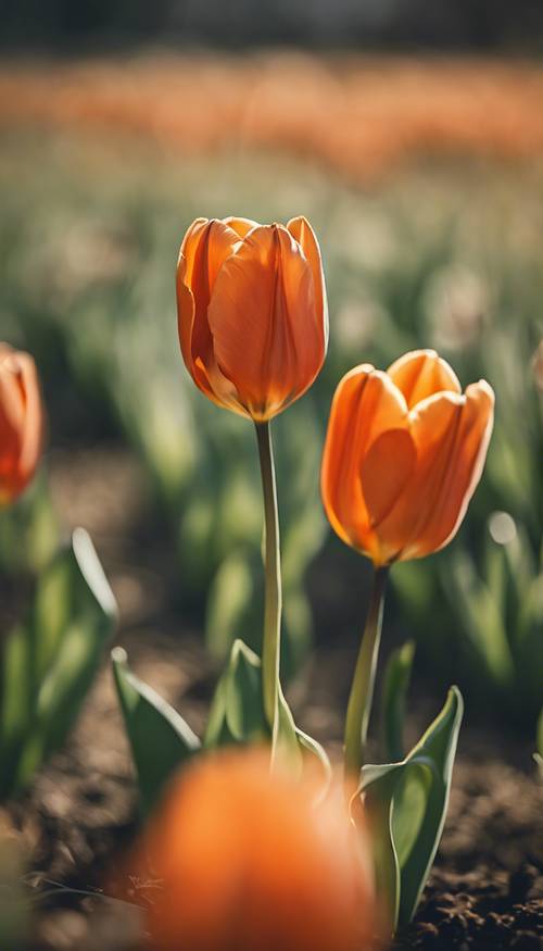 Un bellissimo tulipano arancione che si crogiola nel pomeriggio primaverile su un campo erboso.