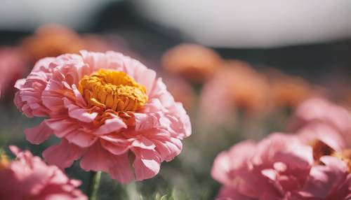 Eine künstlerische Nahaufnahme einer rosa-goldenen Ringelblume in voller Blüte.