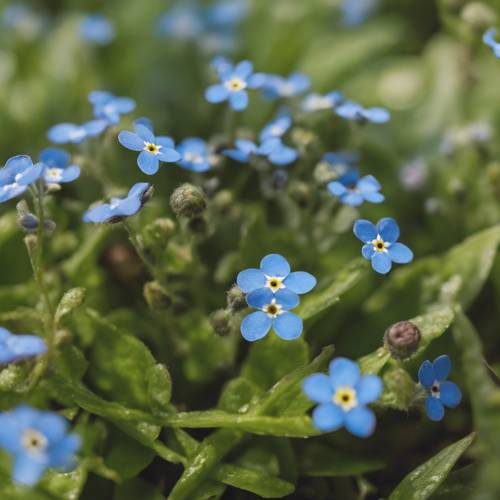 A cluster of small, ink blue forget-me-nots poking out from the undergrowth. Wallpaper [0ea31c7facaa41fab372]