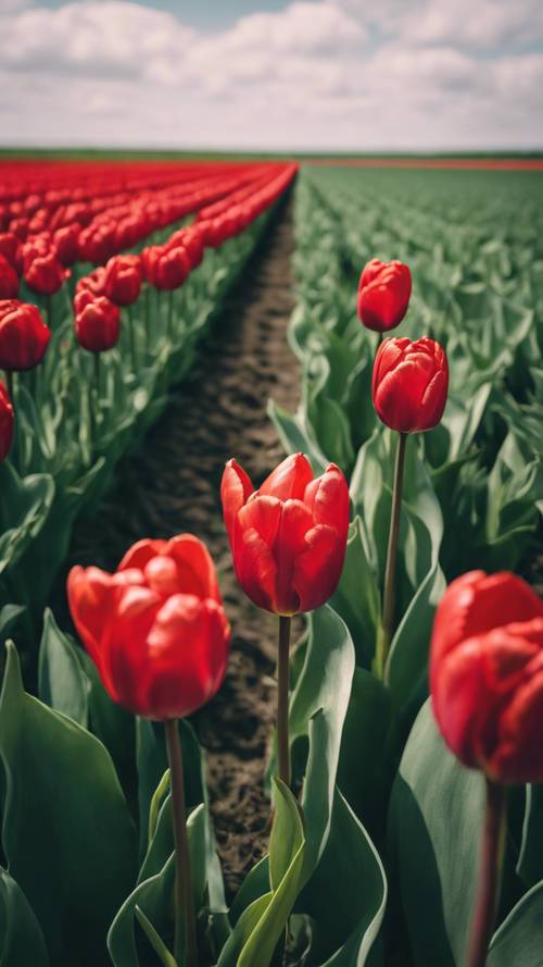 Tulip merah berdiri tegak di ladang hijau cerah di Belanda