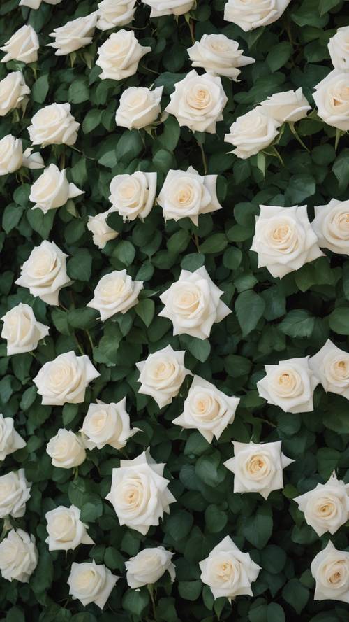 Rosas brancas balançando suavemente contra um muro de jardim coberto de hera.