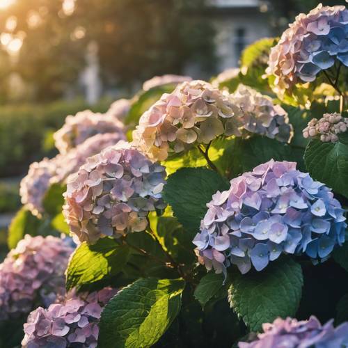 A cluster of dew-drenched hydrangeas coming alive under the first rays of dawn.
