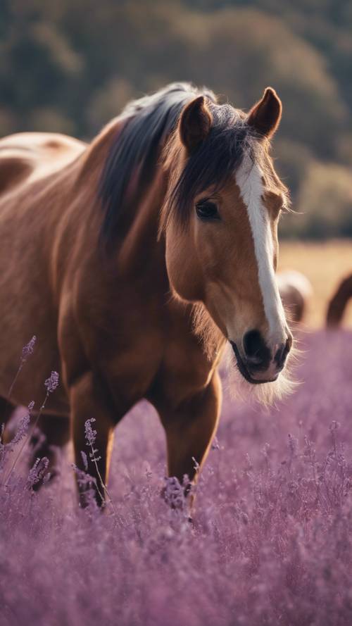 A group of wild horses grazing on a field of purple grass. Tapeta [753c5bd1ad47433ebedf]