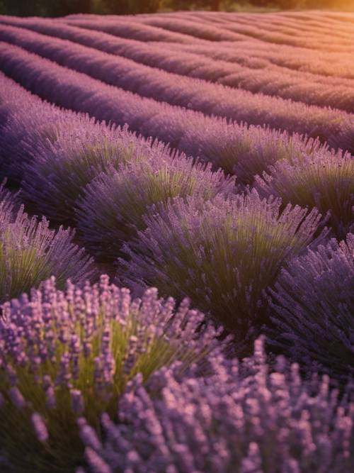 A romantically moody scene featuring rows of lavender under a setting sun.