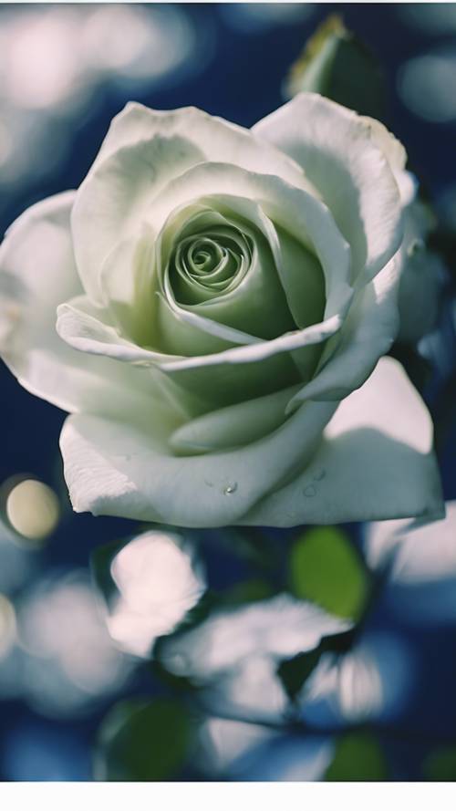 Una rosa blanca única y perfecta con hojas de un verde vibrante sobre un fondo azul medianoche.