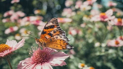 Un primer plano de una mariposa descansando sobre una flor en flor en un jardín vibrante en un día soleado de julio.