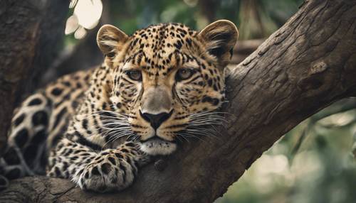 Ein Leopard, der tief und fest schläft und sich in einer Baumhöhle zusammenkuschelt.
