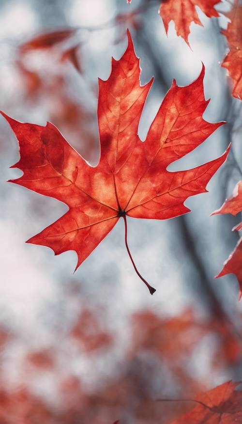 Акварельная картина огненно-красного кленового листа, демонстрирующая красоту осеннего сезона.
