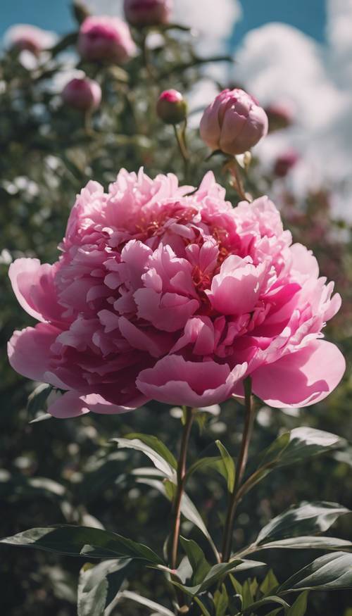زهرة الفاوانيا الوردية الداكنة التي تم التقاطها في إزهار كامل في يوم مشمس.