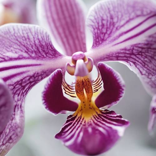Un primer plano abstracto de los tonos pastel arremolinados en una flor de orquídea.