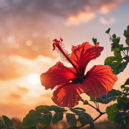 A fiery red hibiscus glowing in the light of a spectacular sunset.