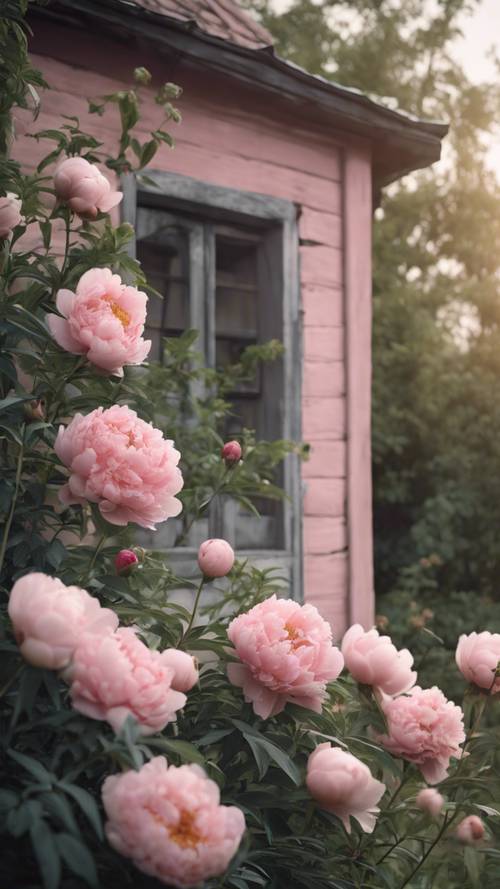 An old dusky pink cottage overgrown with blush peonies.