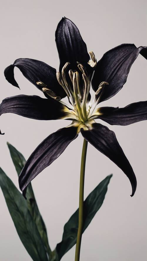 A black lily flower, casting an eerie yet beautiful.