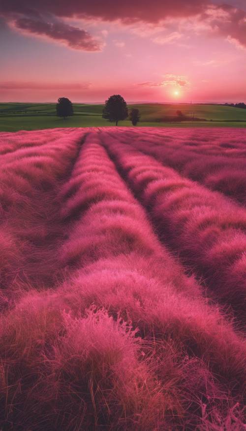 美しいピンク色の夕日が、のどかな田園風景に長い影を落とす
