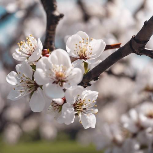 Ein Pflaumenbaum mit weißen Blüten begrüßt den Frühling in einem ruhigen, friedlichen Park.