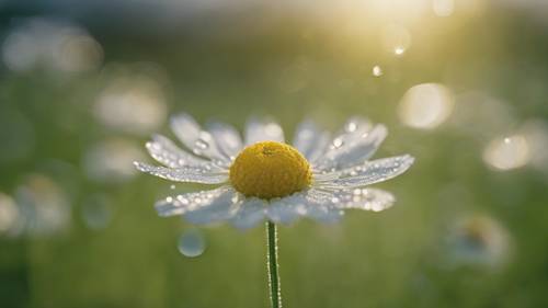 A delicate chamomile flower on a green meadow, kissed by morning dew droplets.