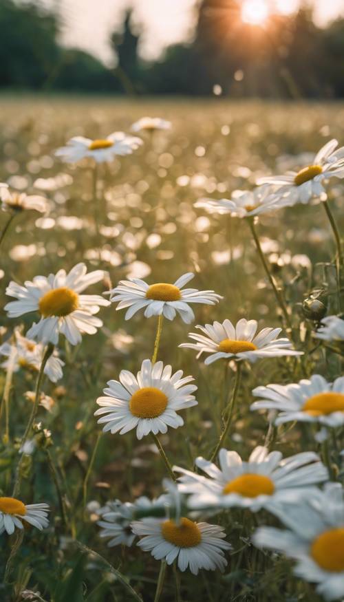 A fresh, daisy-filled meadow at sunrise with butterflies fluttering around.