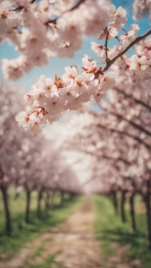 I frutteti di ciliegi del Michigan in primavera, fiori in piena fioritura dipinti in stile acquerello.