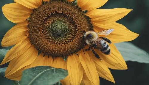 A yellow sunflower with a bee collecting nectar.