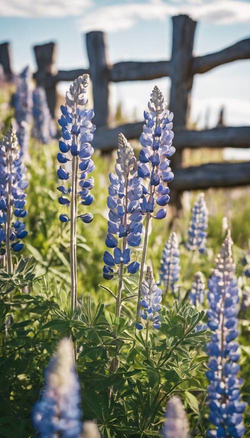 A field of blue lupine flowers under the clear sky with a whitewashed wooden fence in the foreground