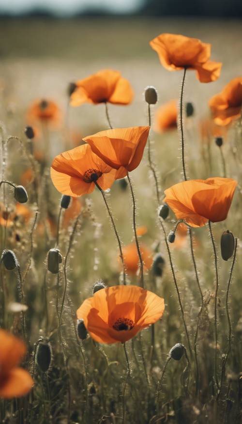A cluster of orange poppies swaying gently in a breezy meadow. Tapet [d1a3a48ac874475a90ff]