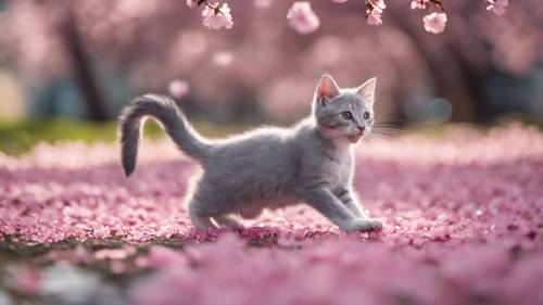 Seekor anak kucing abu-abu mengejar kelopak bunga sakura merah muda yang berkibar
