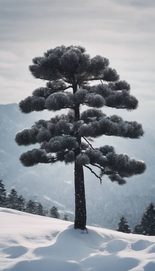 A lone black Japanese pine tree on a snowy landscape.