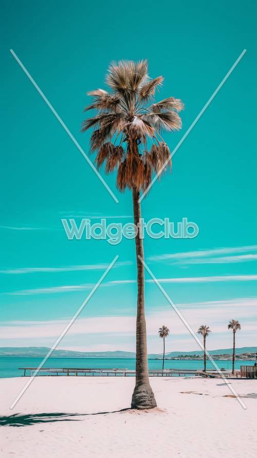 热带棕榈树和蓝天