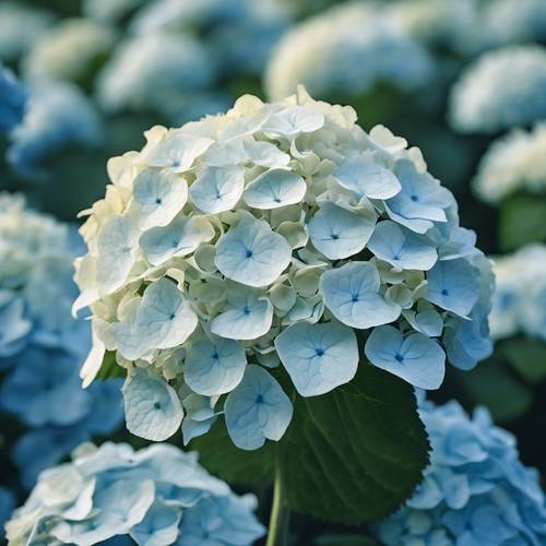 그늘진 정원에 파란 하트 모양의 꽃잎이 있는 복잡한 흰색 레이스캡 수국