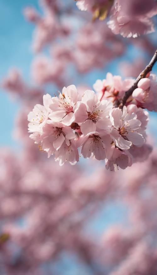 Bellissimi alberi di ciliegio che fioriscono in rosa contro un cielo primaverile limpido e azzurro