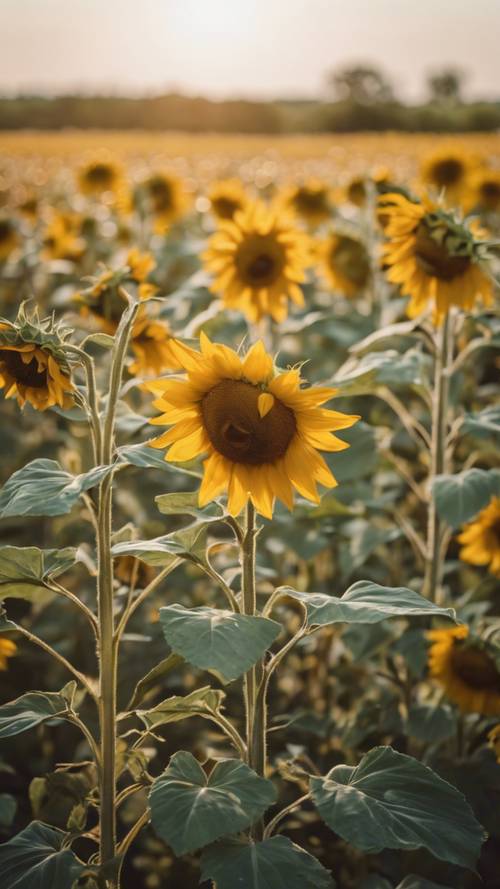 Padang rumput pertengahan musim panas yang tenang dipenuhi bunga matahari keemasan di sore hari.