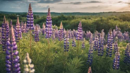 A lupine field with a quote 'Be patient and tough. Someday this pain will be useful to you.' extended in the sky. Wallpaper [11464792228842fba515]