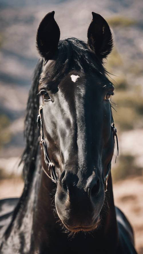 תקריב של פניו של סוס שחור עז, המציג את הטבע הפראי שלו.