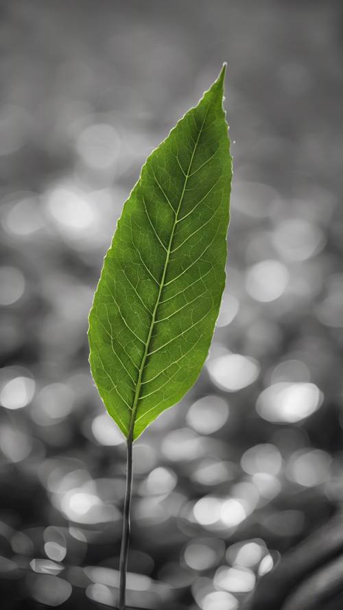 Surowa, czarno-biała fotografia z pojedynczym zielonym liściem jako jedynym elementem kolorowym.